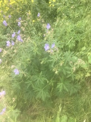 Geranium pratense