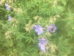 Geranium pratense