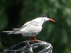 Sterna hirundo