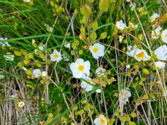 Cistus umbellatus
