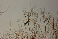Emberiza