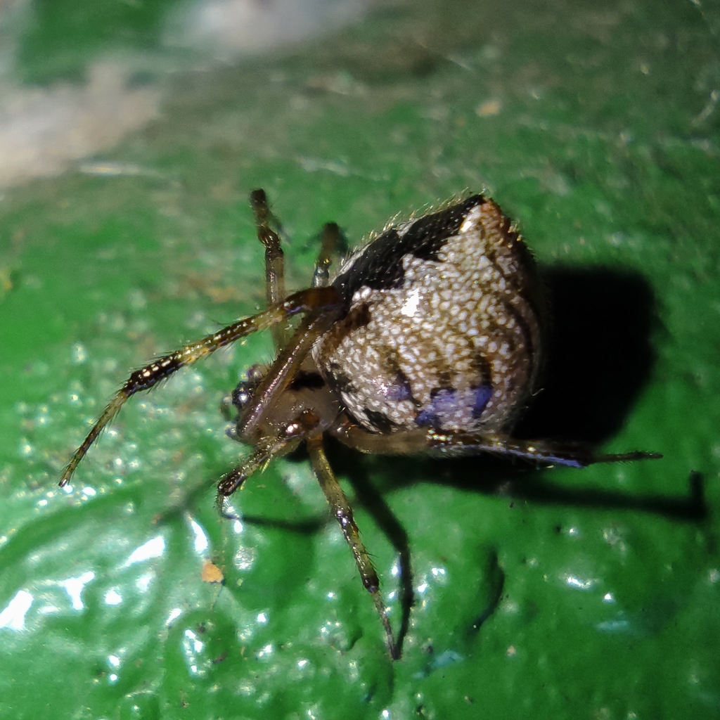 Cryptachaea altiventer