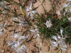 Dianthus superbus