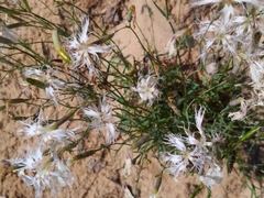 Dianthus superbus
