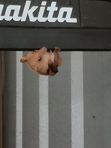 ミナミハナフルーツコウモリ