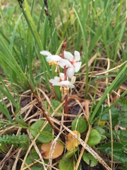 Pyrola grandiflora