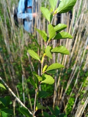 Betula humilis