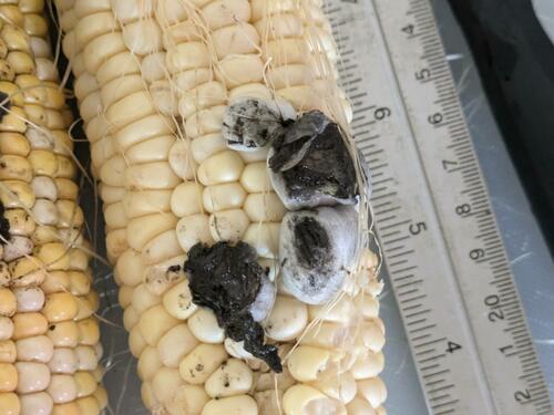 Corn Smut