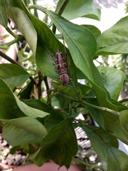 Xylotrechus smei