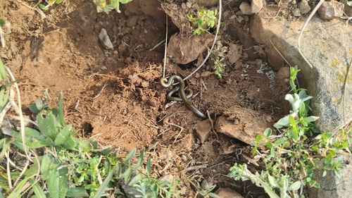 Rio Grande do Sul Blind Snake