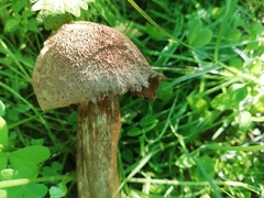 Fungi