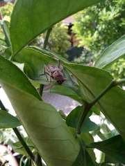 Xylotrechus smei