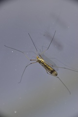 Nephrotoma appendiculata