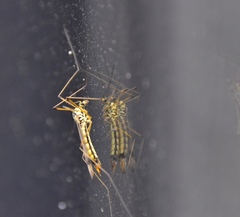 Nephrotoma appendiculata