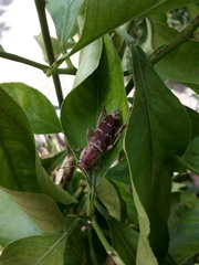 Xylotrechus smei