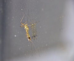 Nephrotoma appendiculata