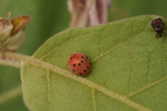 Solanophila paykullii