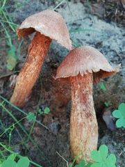 Fungi
