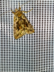 Autographa jota