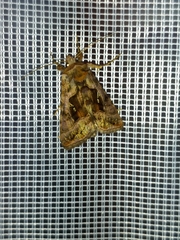 Autographa jota