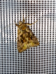 Autographa jota