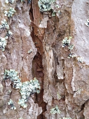 Phryganea bipunctata