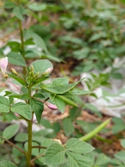 Acrididae