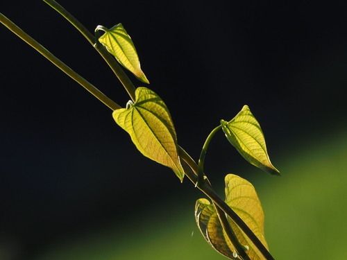 Dioscorea bulbifera