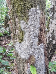 Thaumetopoea processionea