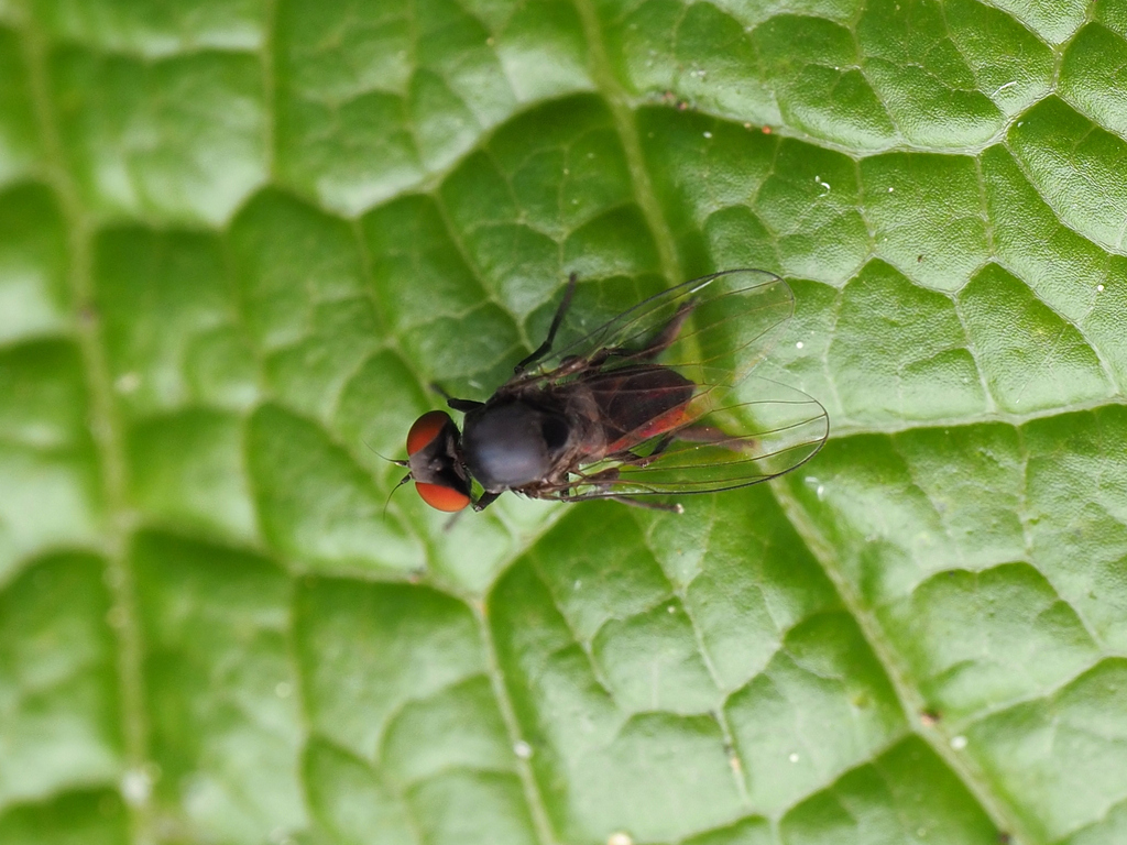 Metaclythia