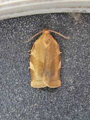 Choristoneura fractivittana