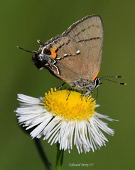 Electrostrymon angelia