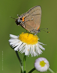 Electrostrymon angelia