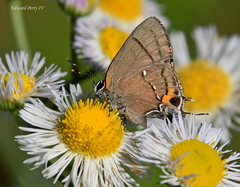 Electrostrymon angelia