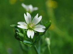 Cerastium davuricum