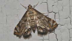 Petrophila canadensis