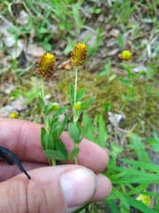 Trifolium spadiceum
