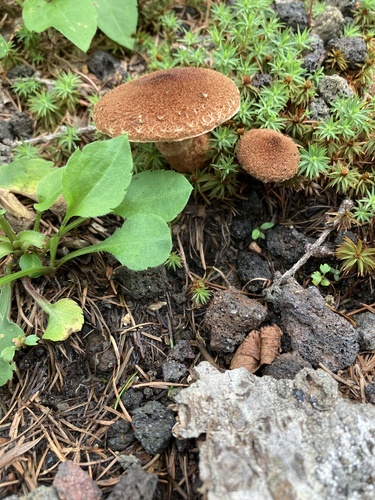 Suillus cavipes