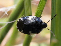Tritomegas sexmaculatus