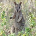 Allied Rock Wallaby - Photo (c) jkmalkoha, some rights reserved (CC BY-NC)