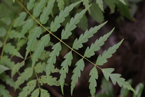 Image of Choerospondias axillaris by no rights reserved