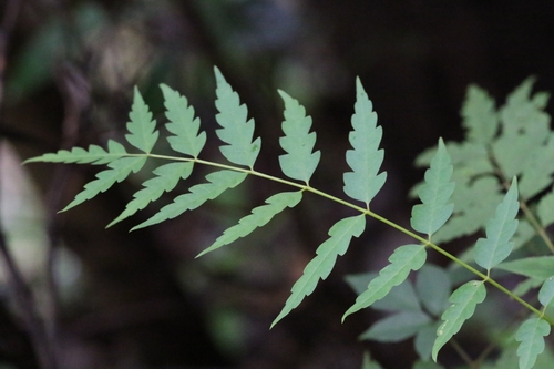 Image of Choerospondias axillaris by no rights reserved