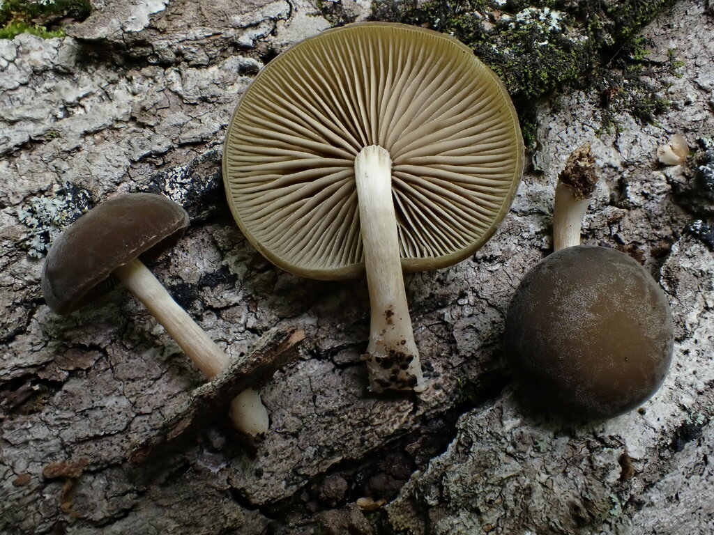 Simocybe serrulata
