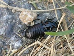 Pterostichus melanarius