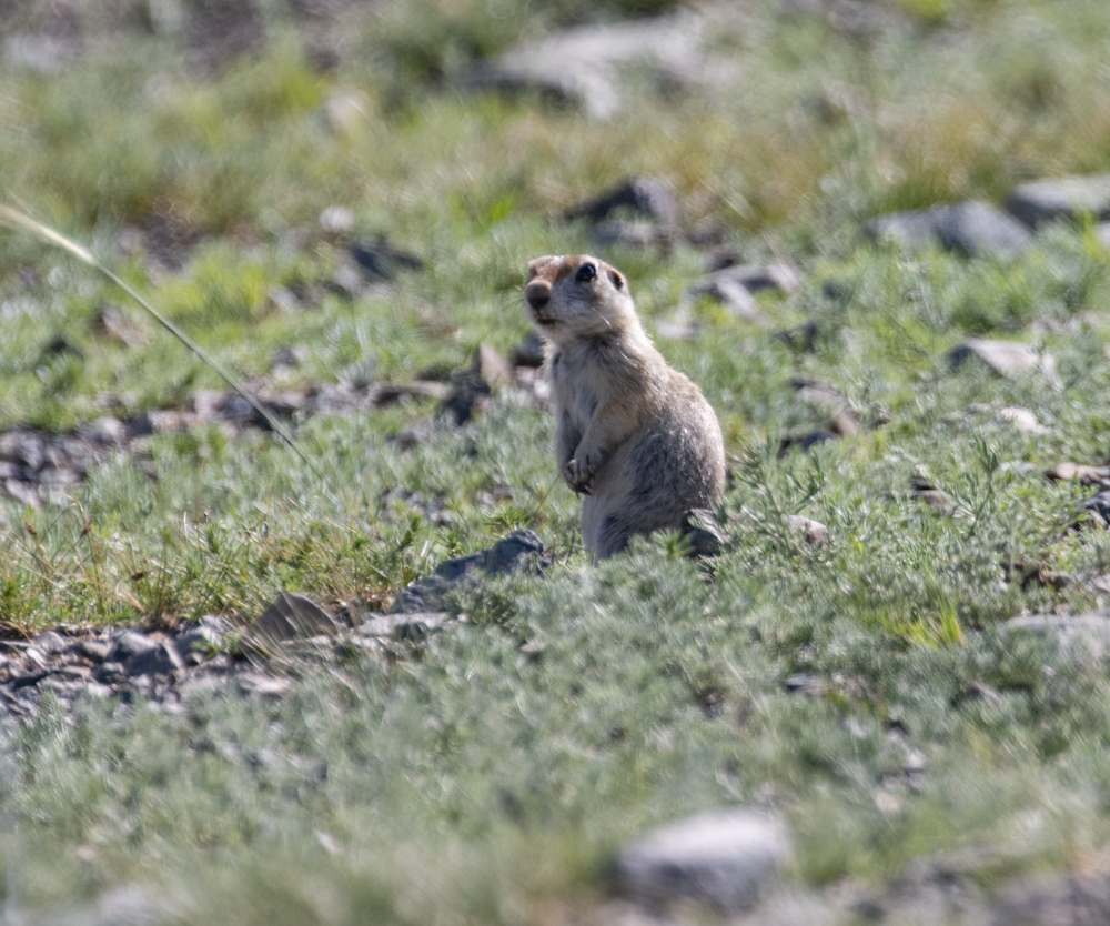 Pallid Ground Squirrel