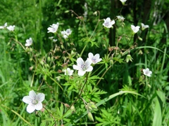Geranium asiaticum