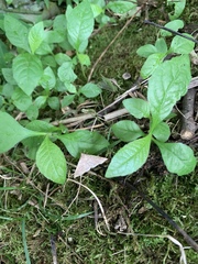 Renia flavipunctalis