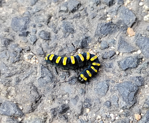 Alder Moth