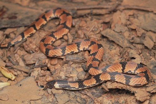Photo of a Schach's Ground Snake (Atractus schach)