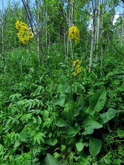 Ligularia glauca